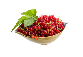 Red currant