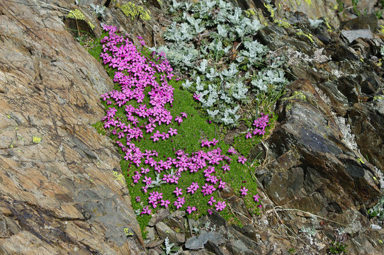 Fleurs Alpines - Silene Acaulis