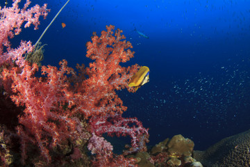 Naklejka na ściany i meble Butterflyfish on coral reef