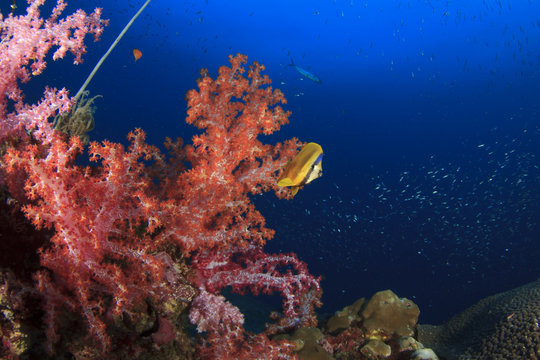 Butterflyfish on coral reef