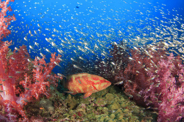 Fototapeta na wymiar Grouper fish on coral reef
