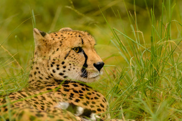 A Cheetah (Acinonyx jubatus) in its natural environment.