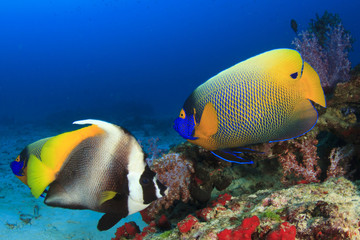 Angelfish and Bannerfish