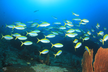 Fototapeta premium Shoal Fusilier fish