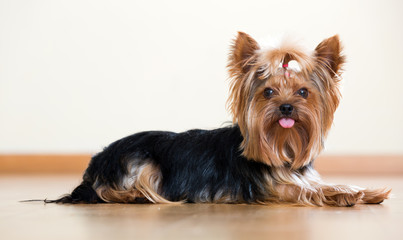 Funny Yorkshire Terrier