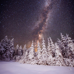 Naklejka premium Starry sky and trees in hoarfrost