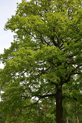 Obraz premium Big oak tree