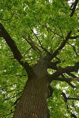 Fototapeta premium Big oak tree
