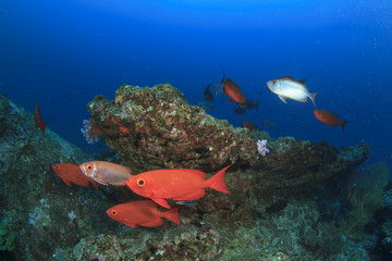 Fototapeta na wymiar School red bigeye fish