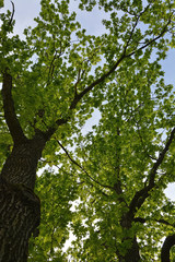Background from the oak trees