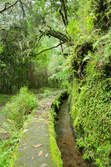 Fototapeta premium Levada of Caldeirao Verde, Madeira (Portugal)