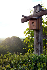 Bird house in nature