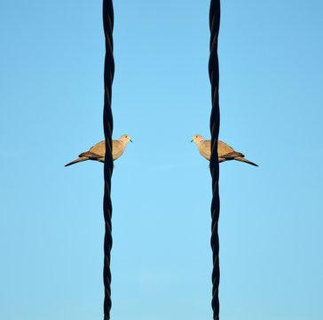 Two Birds On A Electric Wire