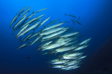 Fototapeta na wymiar School Chevron Barracuda Fish