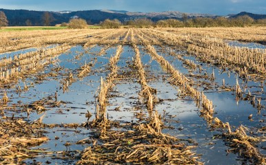 Flooded corn field © anzebizjan