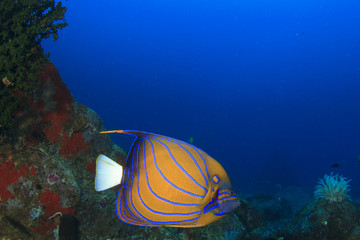 Blueringed Angelfish
