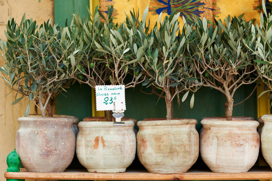 Olive trees bonsai