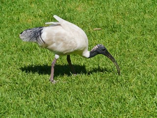 Australian White Ibis  is a wading bird of the ibis family