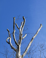 Trimmed Tree