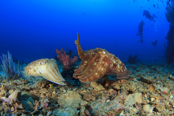 Cuttlefish mating and scuba divers