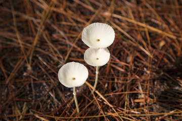 Three white mushrooms growing in a bed of pine needles