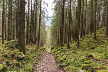 Forest in Berchtesgaden