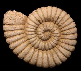 Ammonite