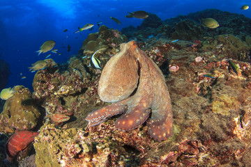 Fototapeta na wymiar Reef Octopus