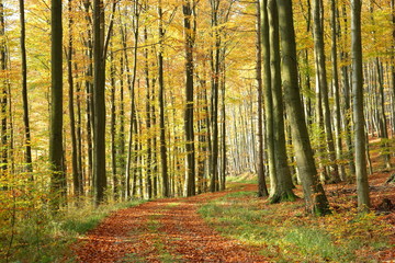 Fototapeta premium Sonniger Waldweg im Herbst