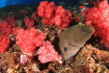 Giant Moray Eel in colourful soft corals