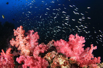 Fototapeta na wymiar Coral Reef and Fish underwater in ocean