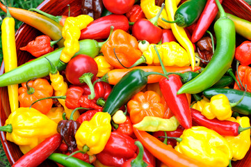 fresh chili peppers - 73387548