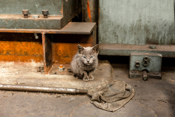 Dirty street cat sitting in factory