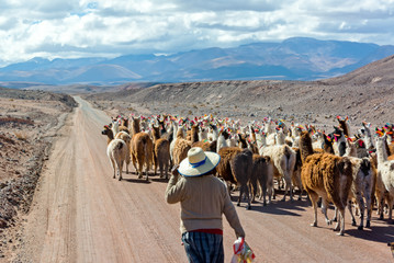 Llama Herd on Road
