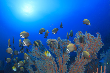School Butterflyfish and Gorgonian Fan Coral