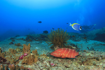 Naklejka na ściany i meble Grouper fish on coral reef