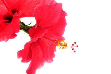 Red hibiscus flowers on a white background.