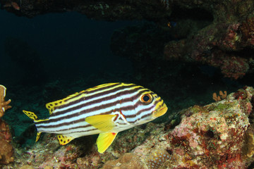 Sweetlips fish