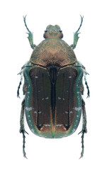 Beetle Cetonia viridiopaca