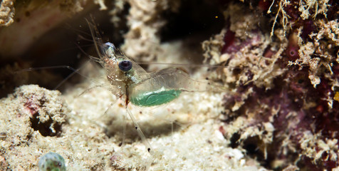 green shrimp