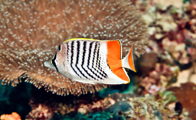 Fototapeta na wymiar chevroned butterflyfish with orange tail