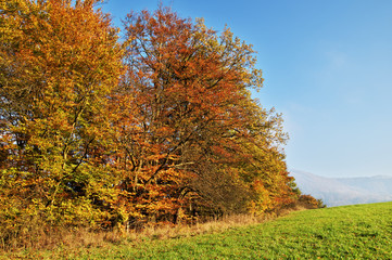 Deciduous trees colorful autumn colors