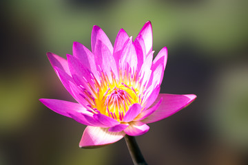 pink Lotus