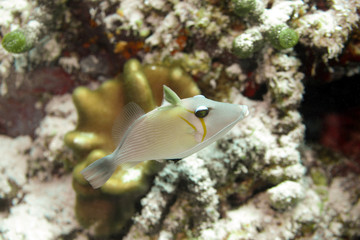 white triggerfish