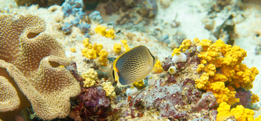 Naklejka premium corals and fish