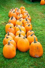 Pumpkins in a row