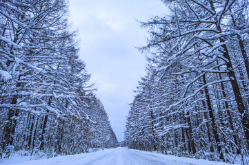 snowy scene