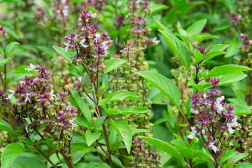 Close up Sweet basil leaf and flower from Thailand