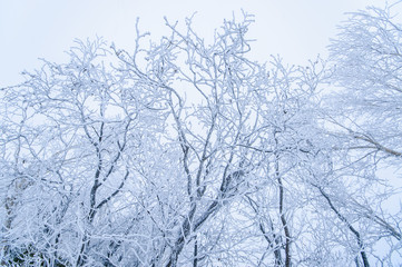 rime