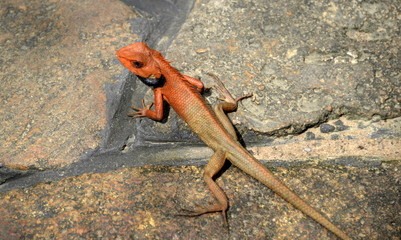 lizard, Calotes versicolor, rain jungle, China